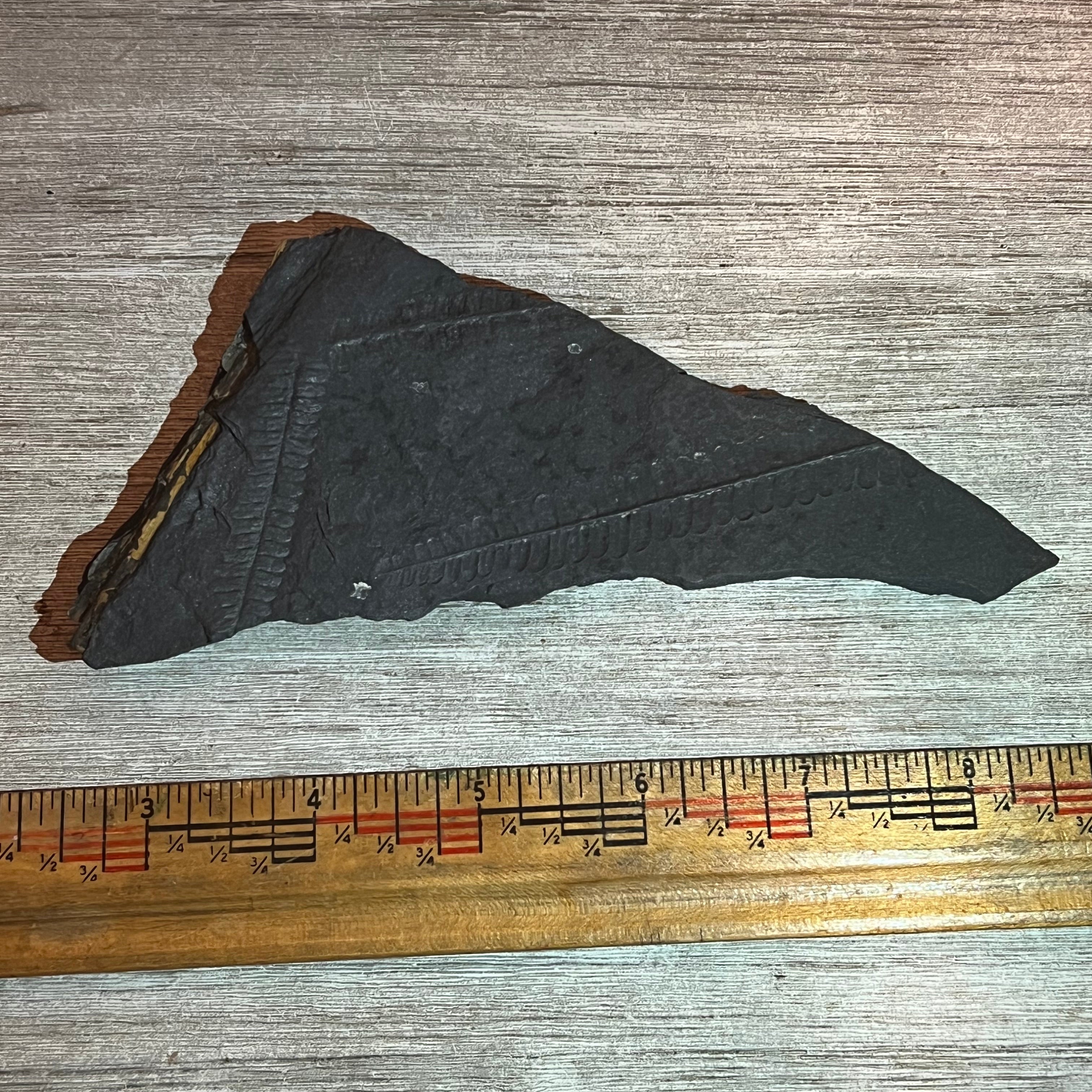 Pennsylvanian Fern fossil #9-014