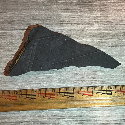 Pennsylvanian Fern fossil #9-014