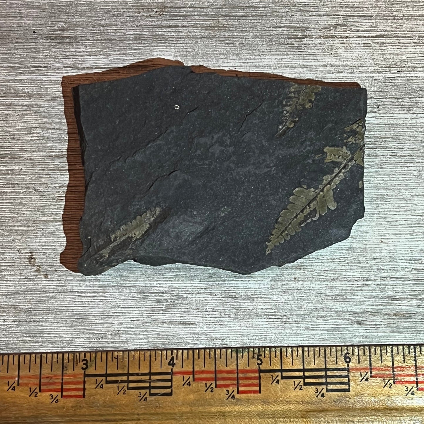 Pennsylvanian Fern fossil #9-015