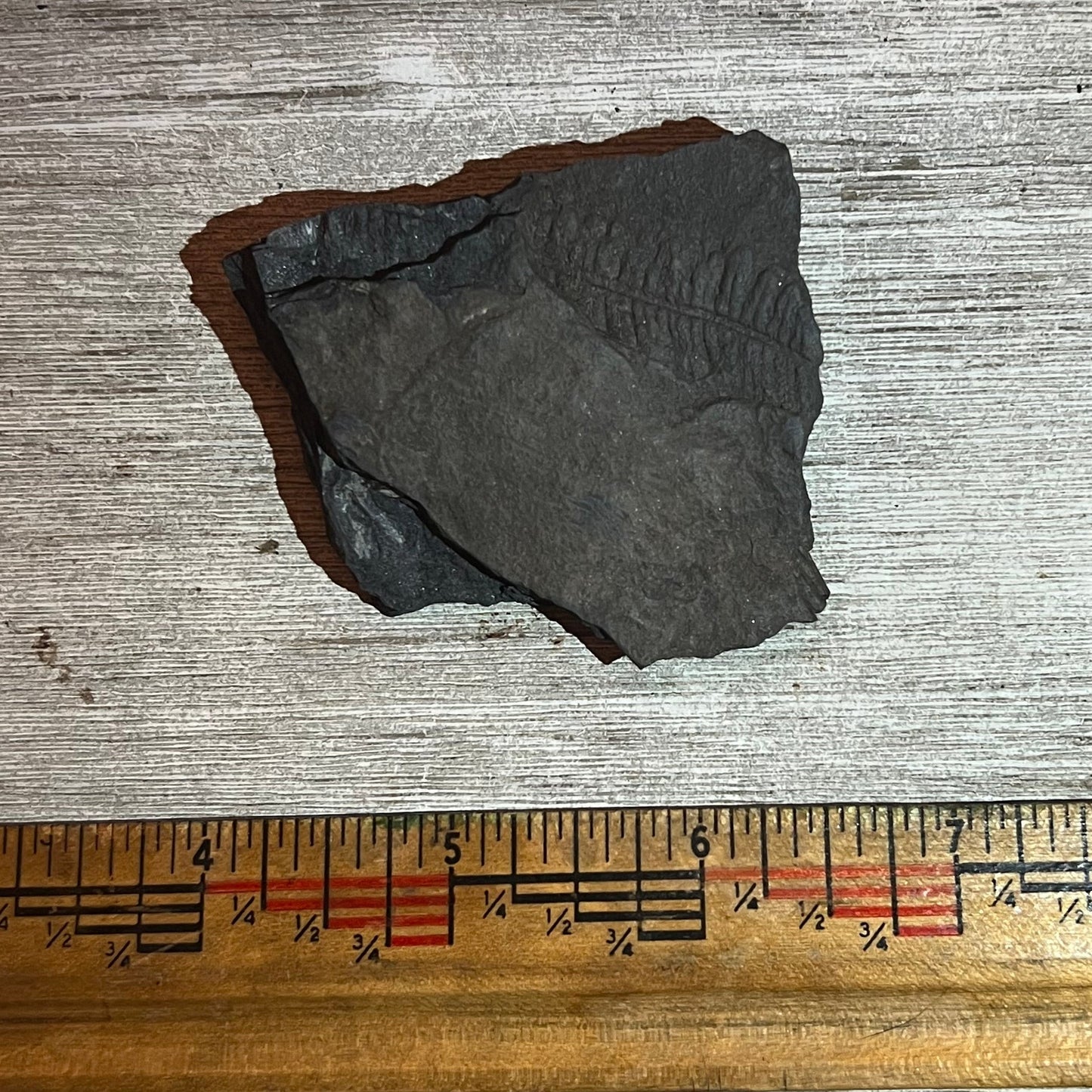 Pennsylvanian Fern fossil #9-017