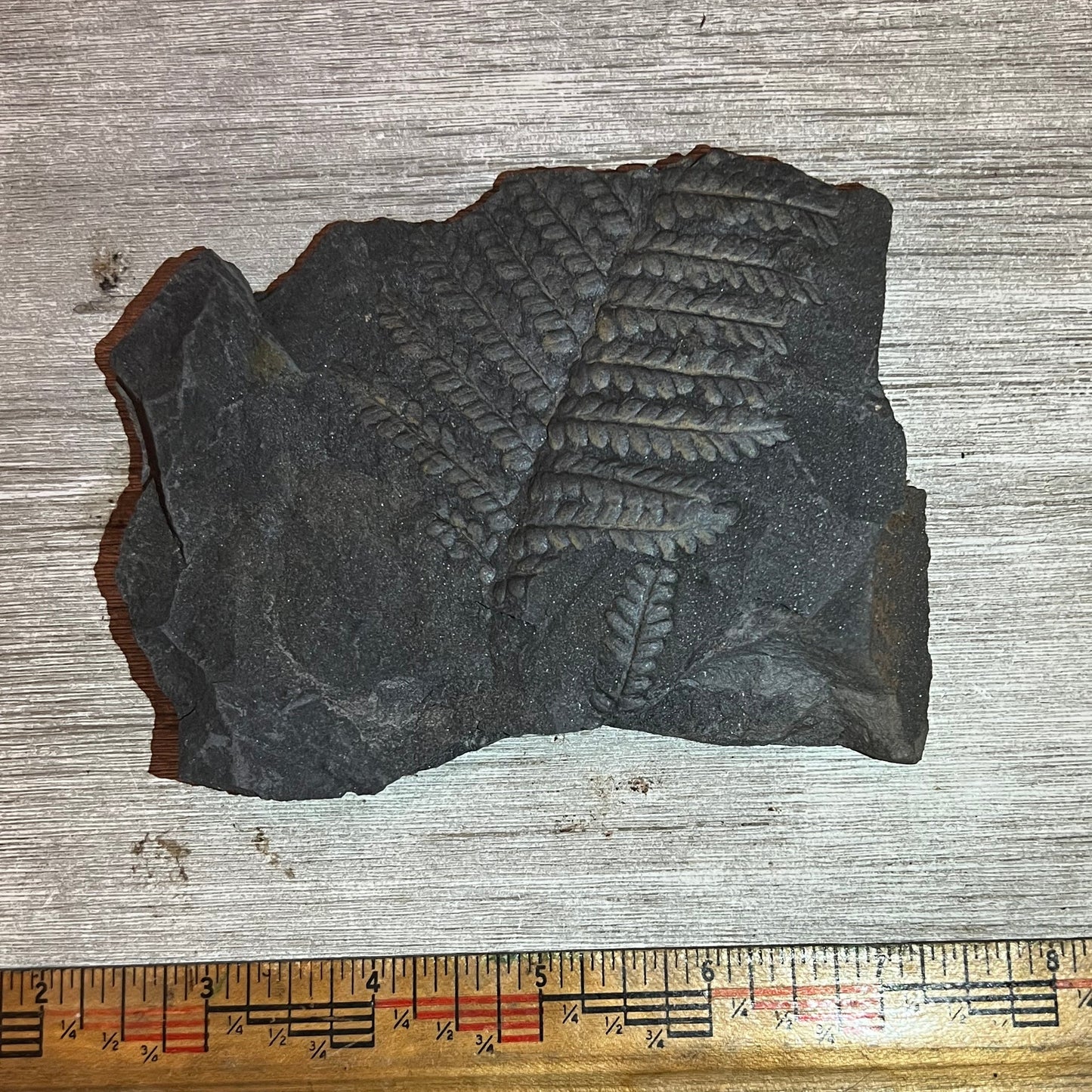 Pennsylvanian Fern fossil #9-019