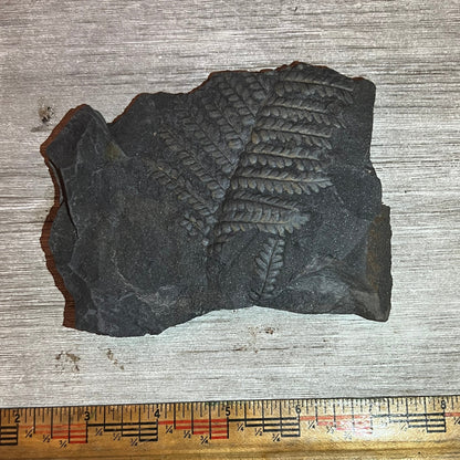 Pennsylvanian Fern fossil #9-019