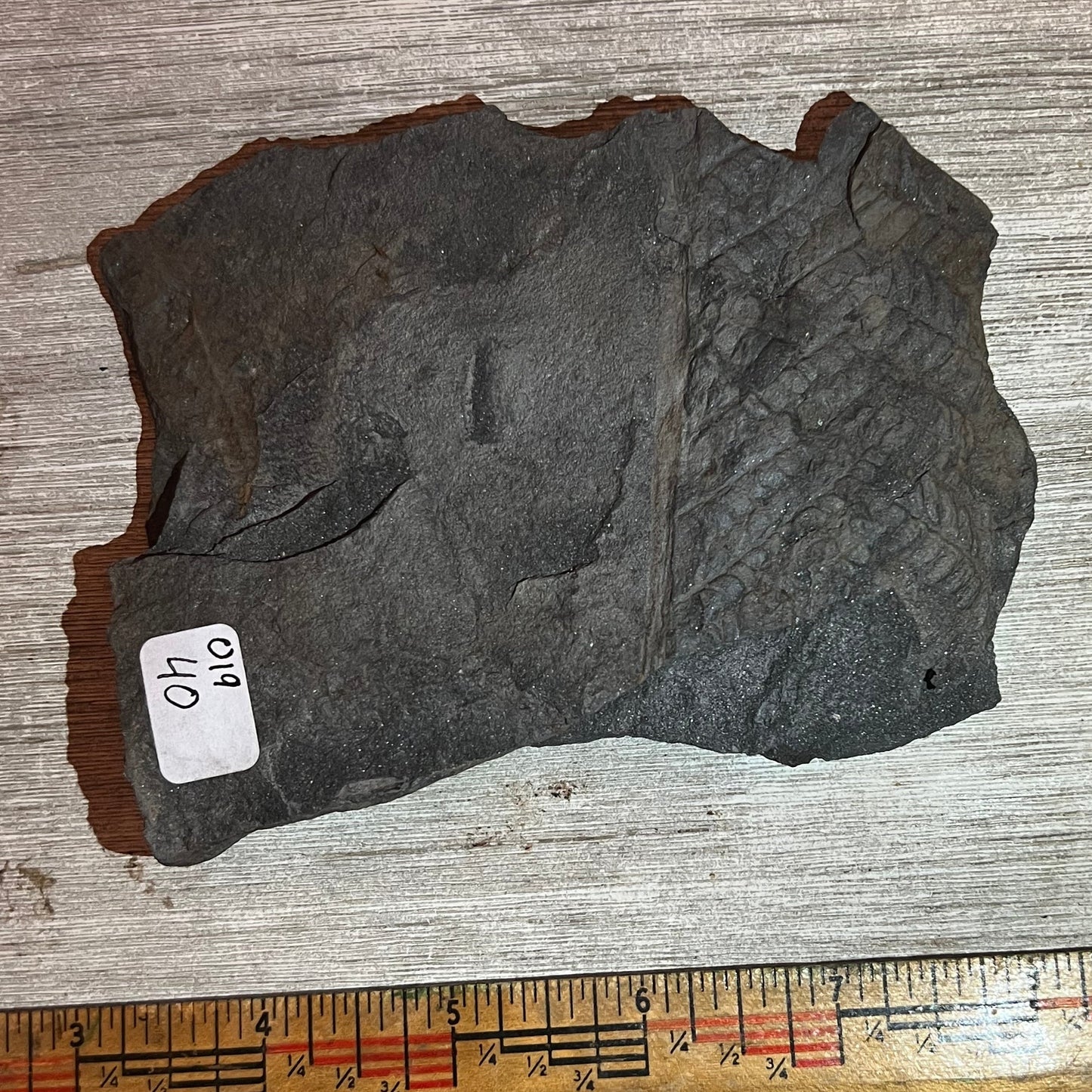 Pennsylvanian Fern fossil #9-019