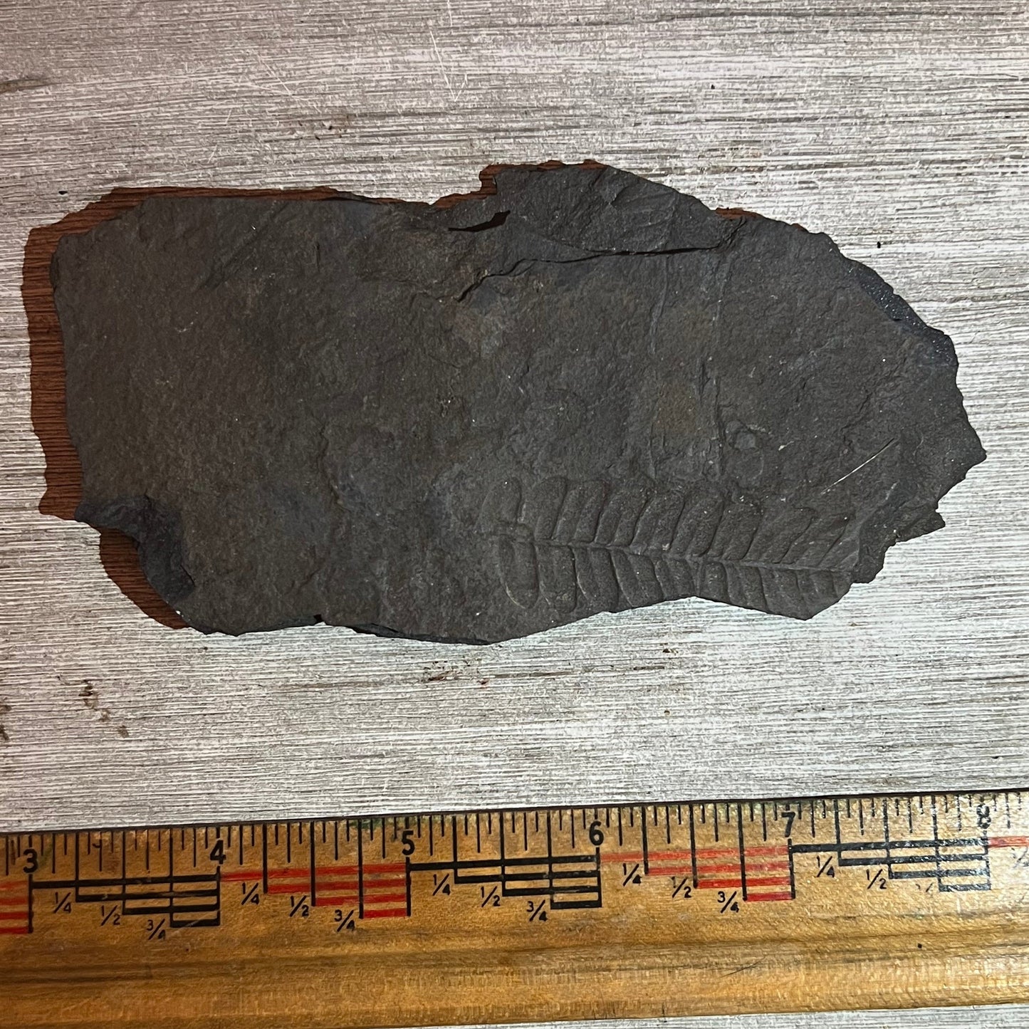 Pennsylvanian Fern fossil #9-020