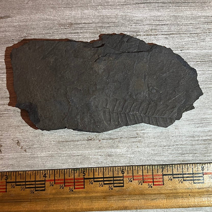 Pennsylvanian Fern fossil #9-020