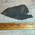 Pennsylvanian Fern fossil #9-021, Default Title at Stemcell Science Shop