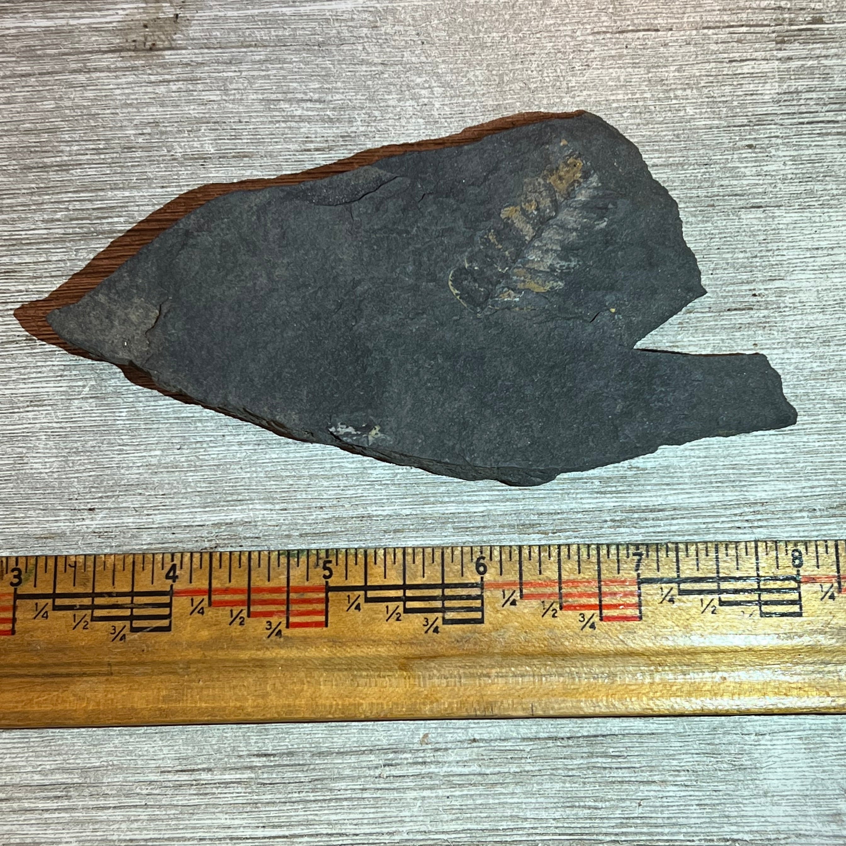 Pennsylvanian Fern fossil #9-021, Default Title at Stemcell Science Shop