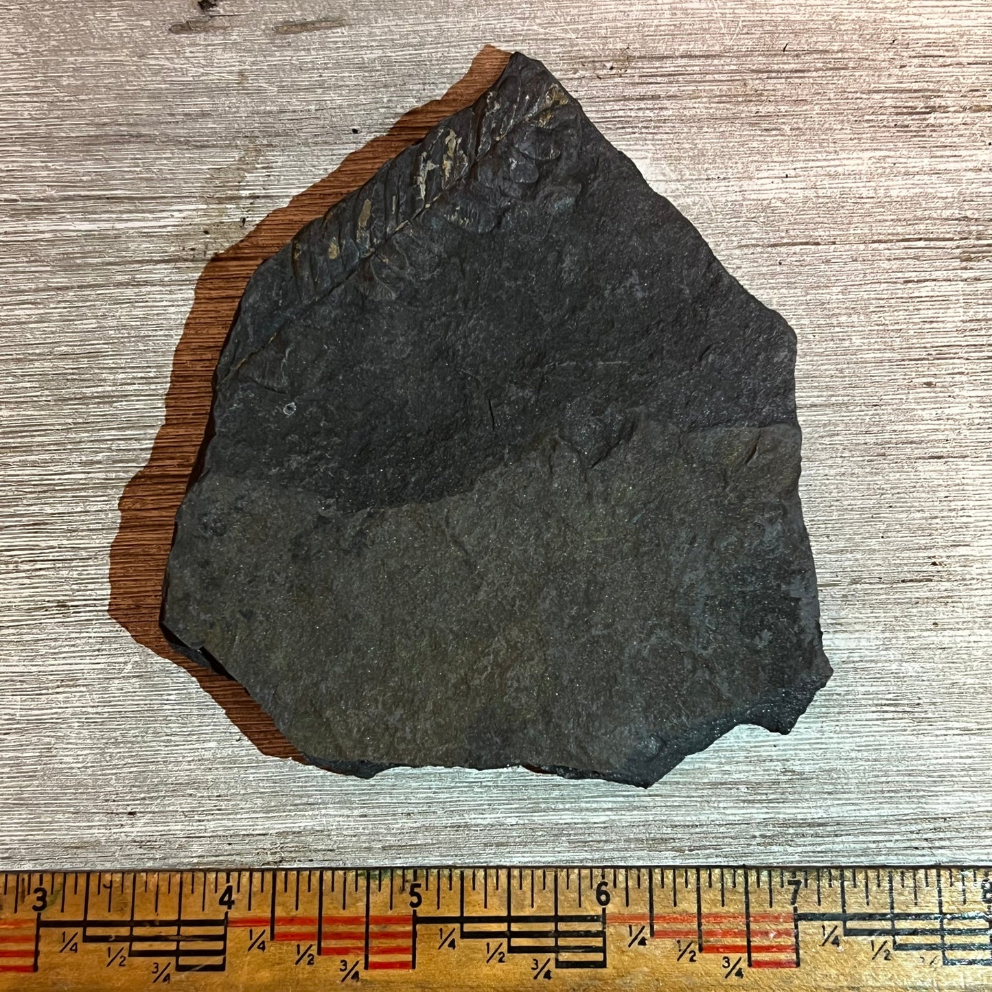 Pennsylvanian Fern fossil #9-025