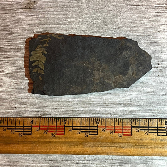 Pennsylvanian Fern fossil #9-023