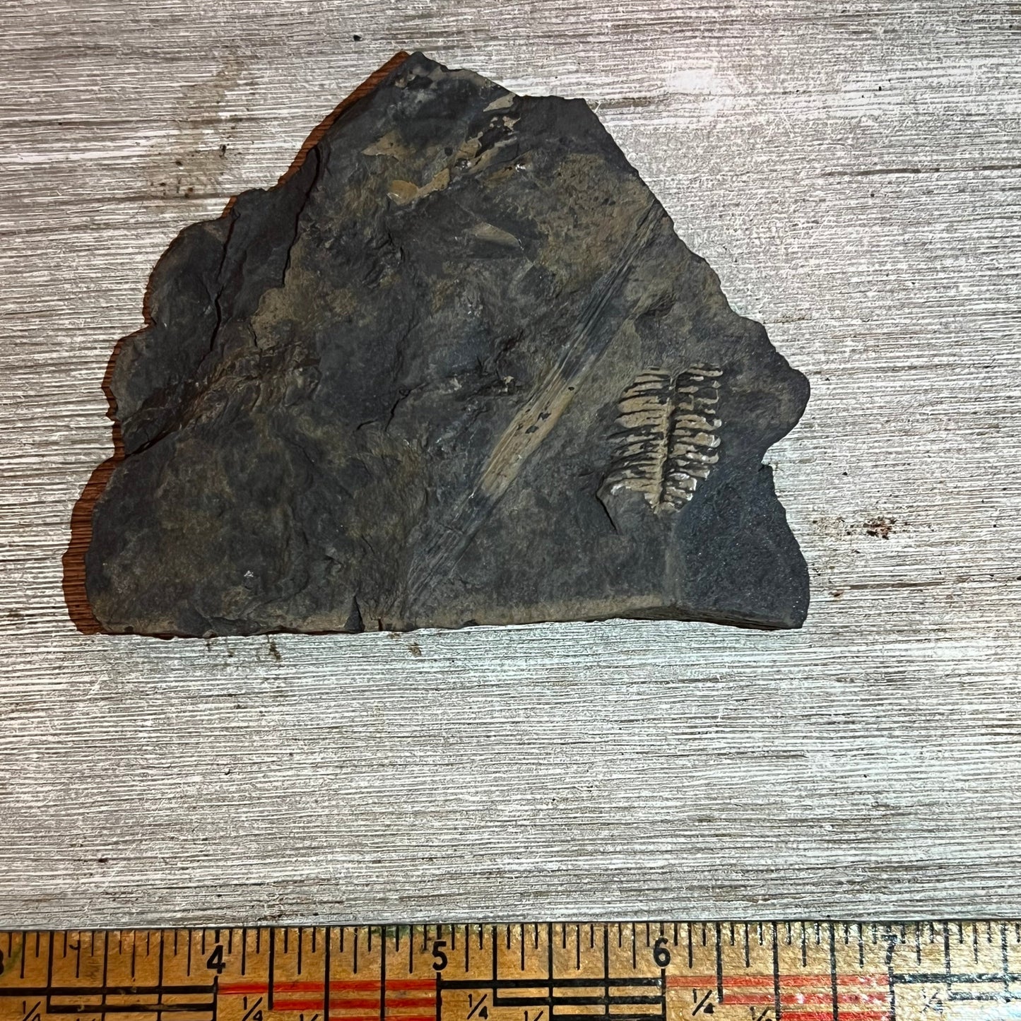 Pennsylvanian Fern fossil #9-022