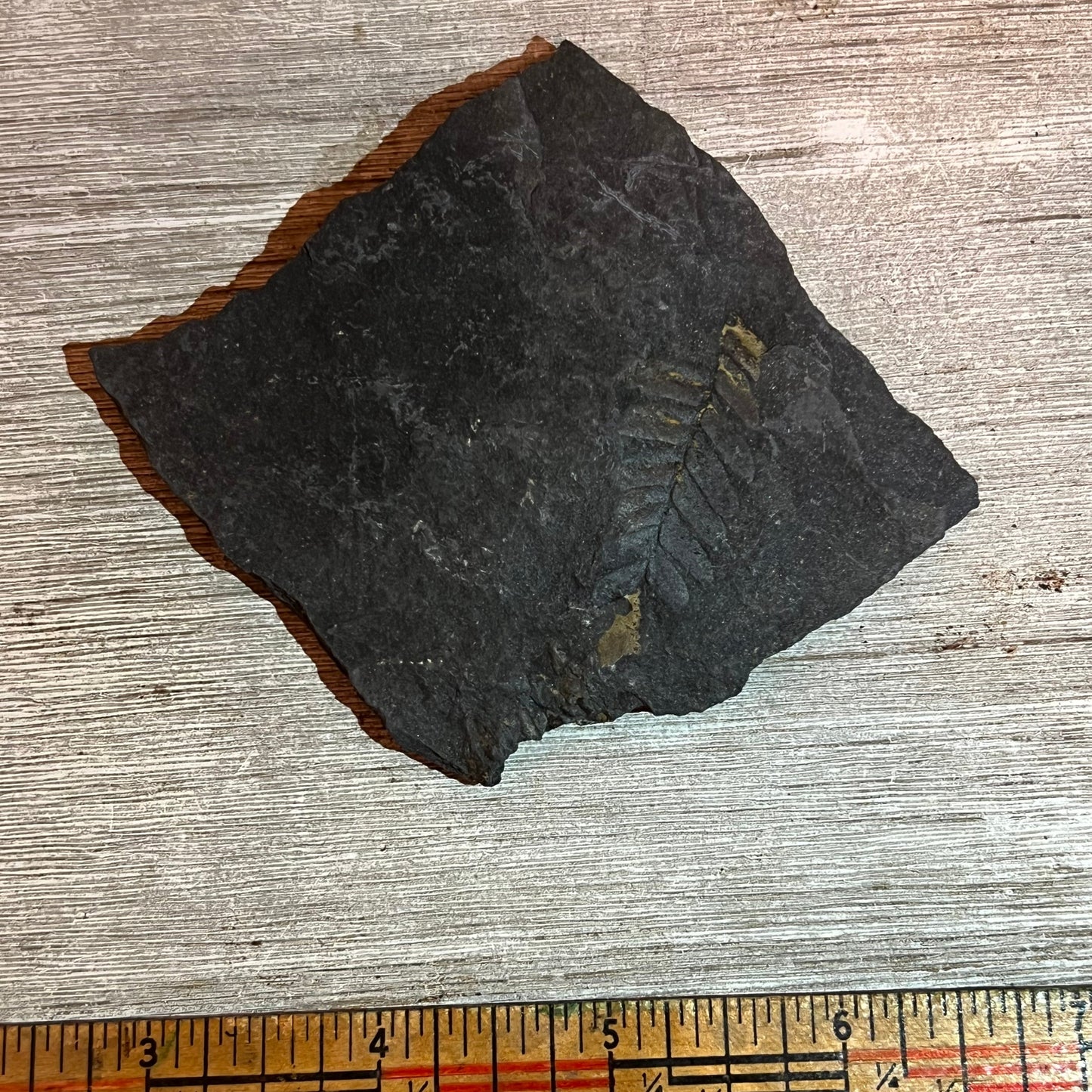 Pennsylvanian Fern fossil #9-024