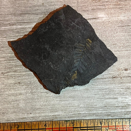 Pennsylvanian Fern fossil #9-024