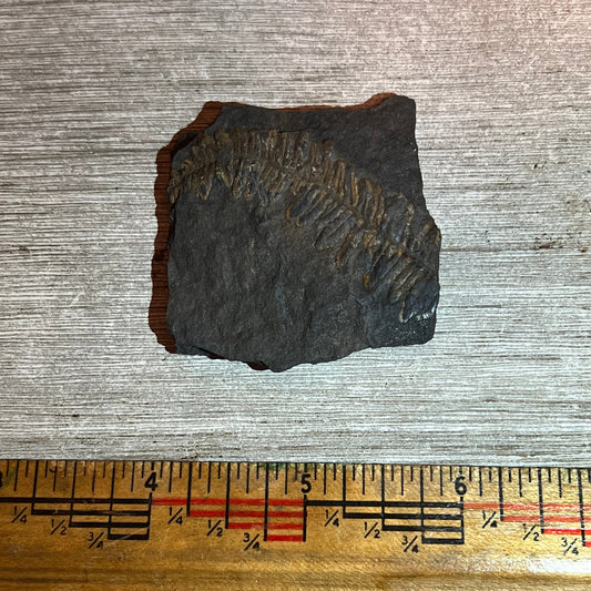 Pennsylvanian Fern fossil #9-026