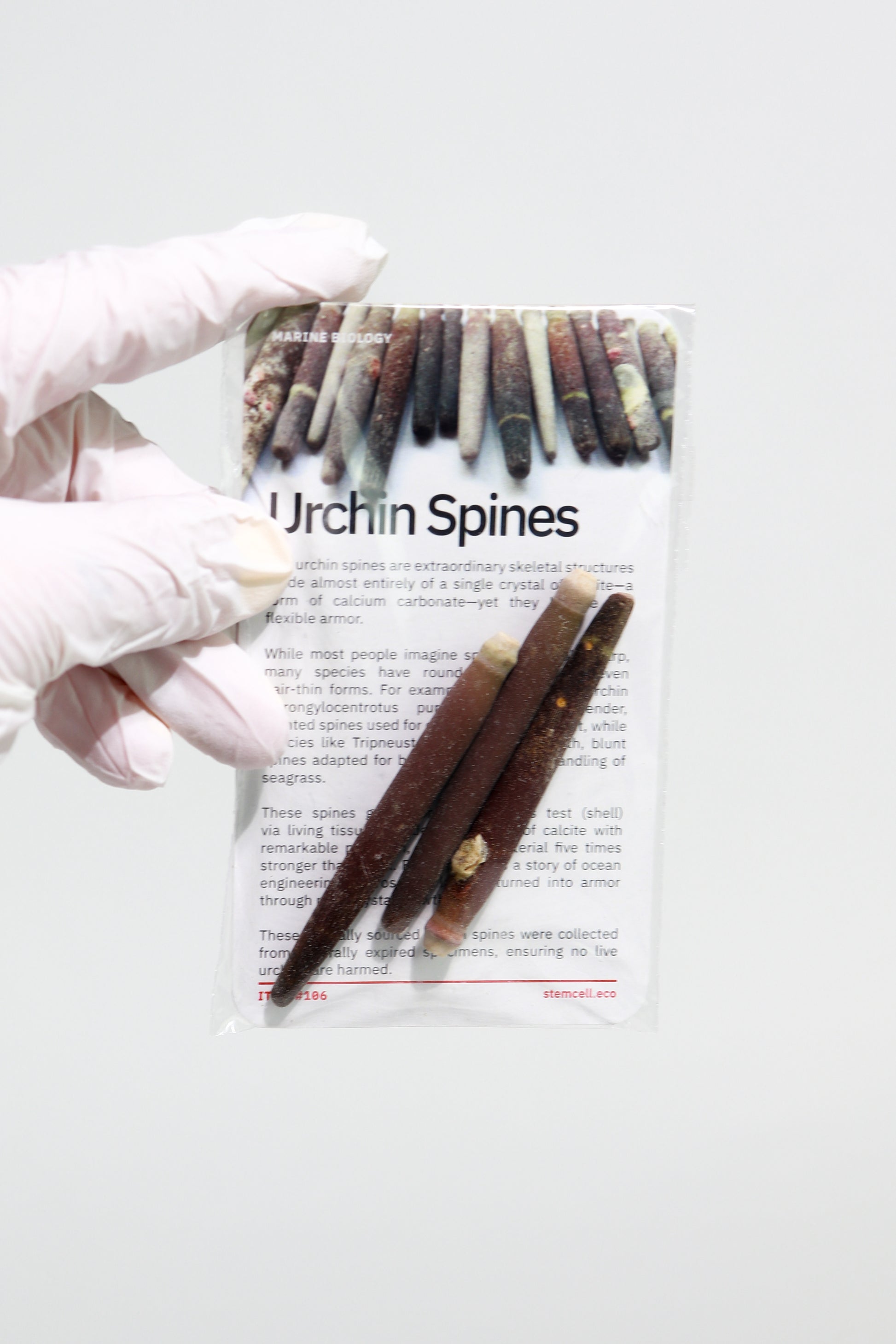 Urchin spines on a labeled package with a gloved hand holding it.