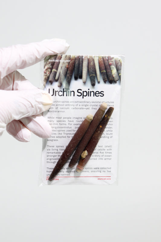 Urchin spines on a labeled package with a gloved hand holding it.