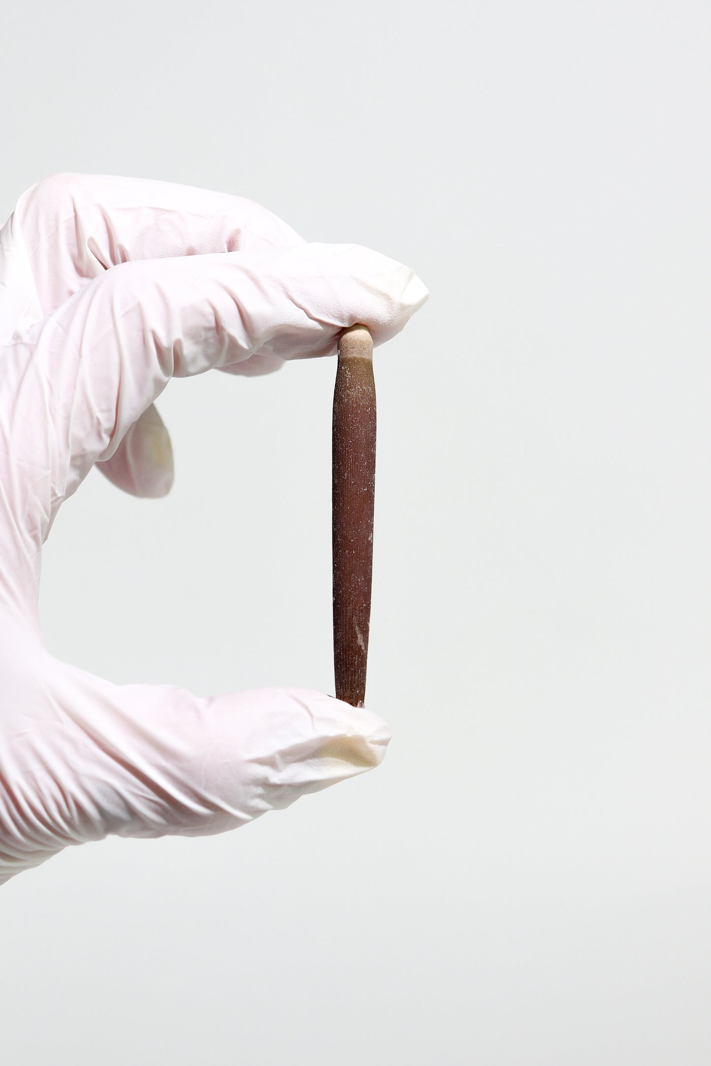 Sea Urchin Spines - 3-pack