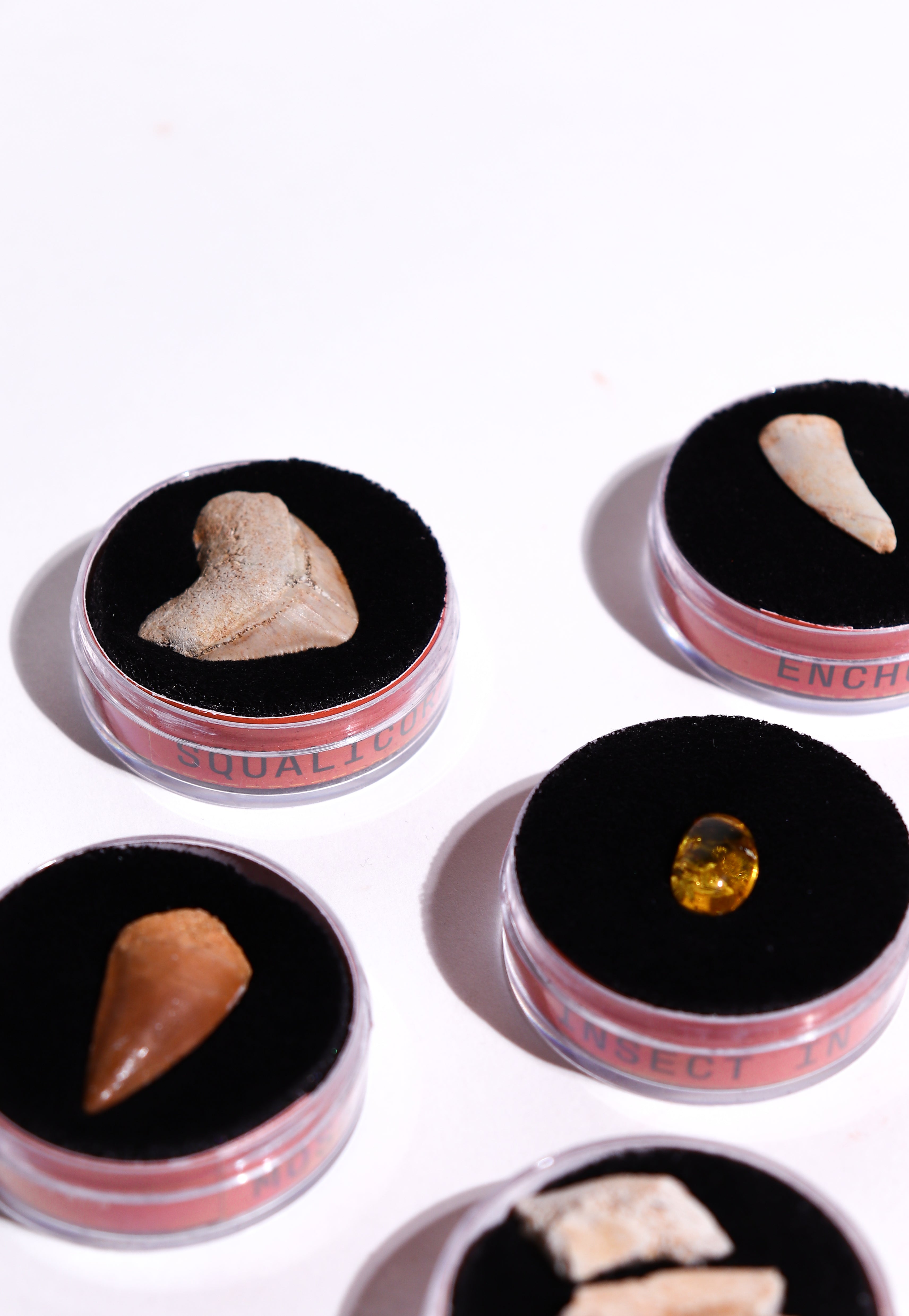 Fossil Blind Bag - Stemcell Science Shop