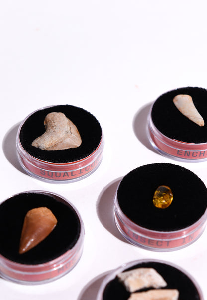 Fossil Blind Bag