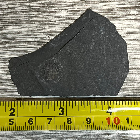 Changaspis elongata - trilobite fossil #6-006