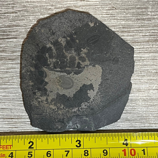 Chinese trilobite fossils #6-007