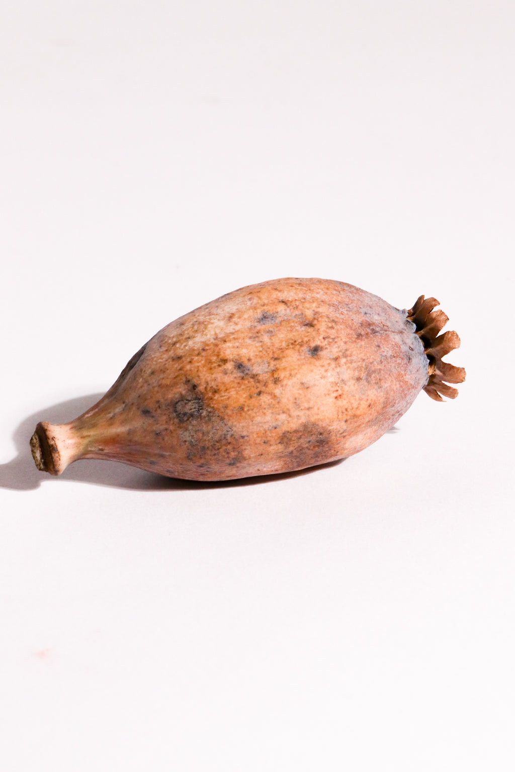 Poppy Seed Pod