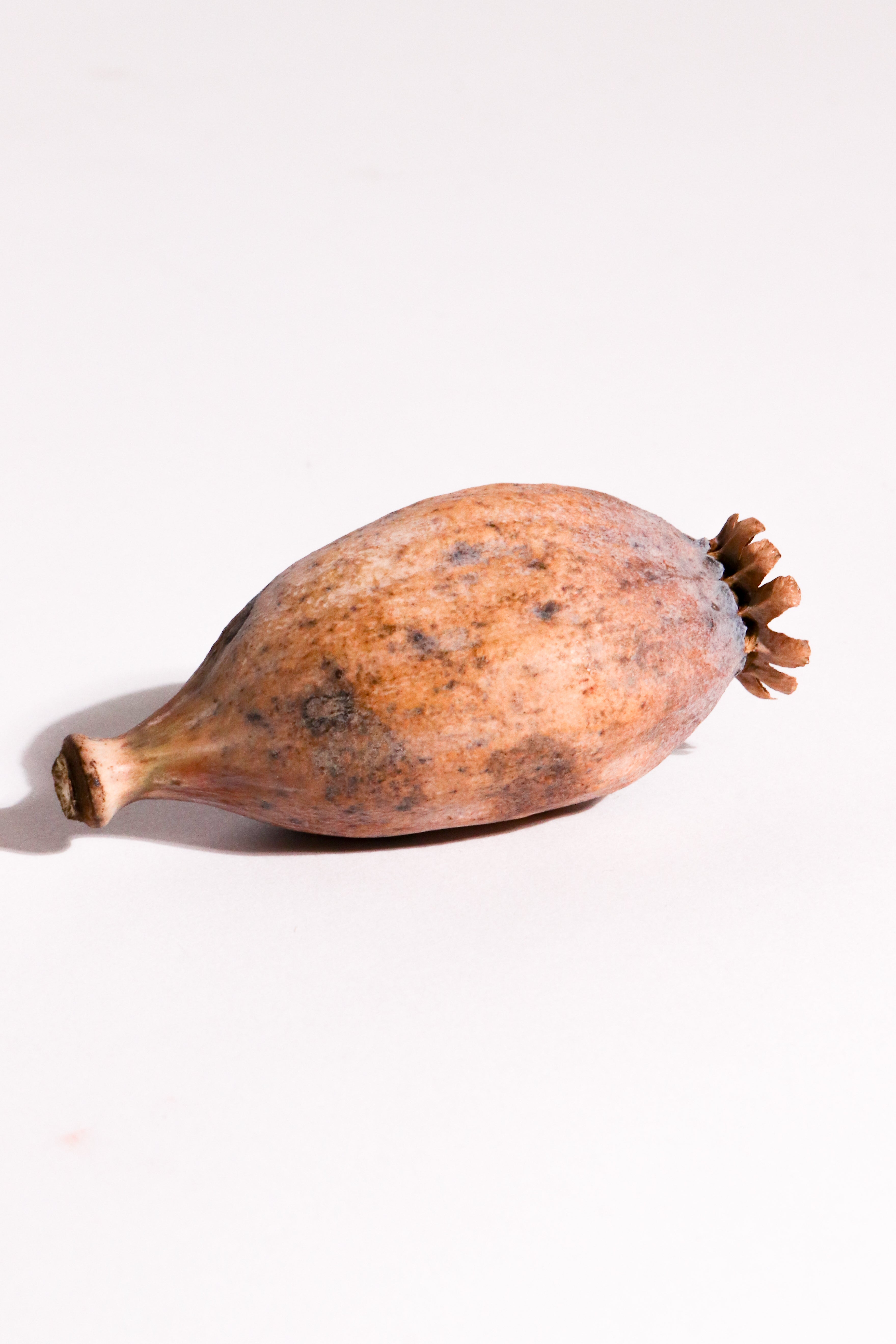 Poppy Seed Pod