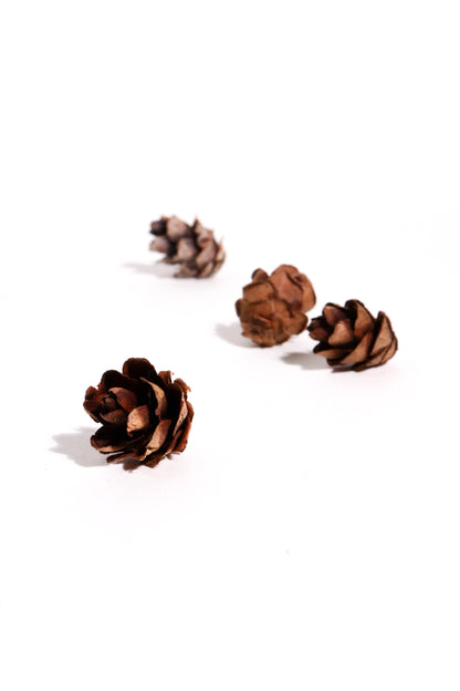 Smallest Seed Cone (Eastern Hemlock)