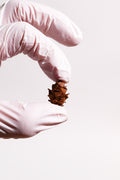 Smallest Seed Cone (Eastern Hemlock)