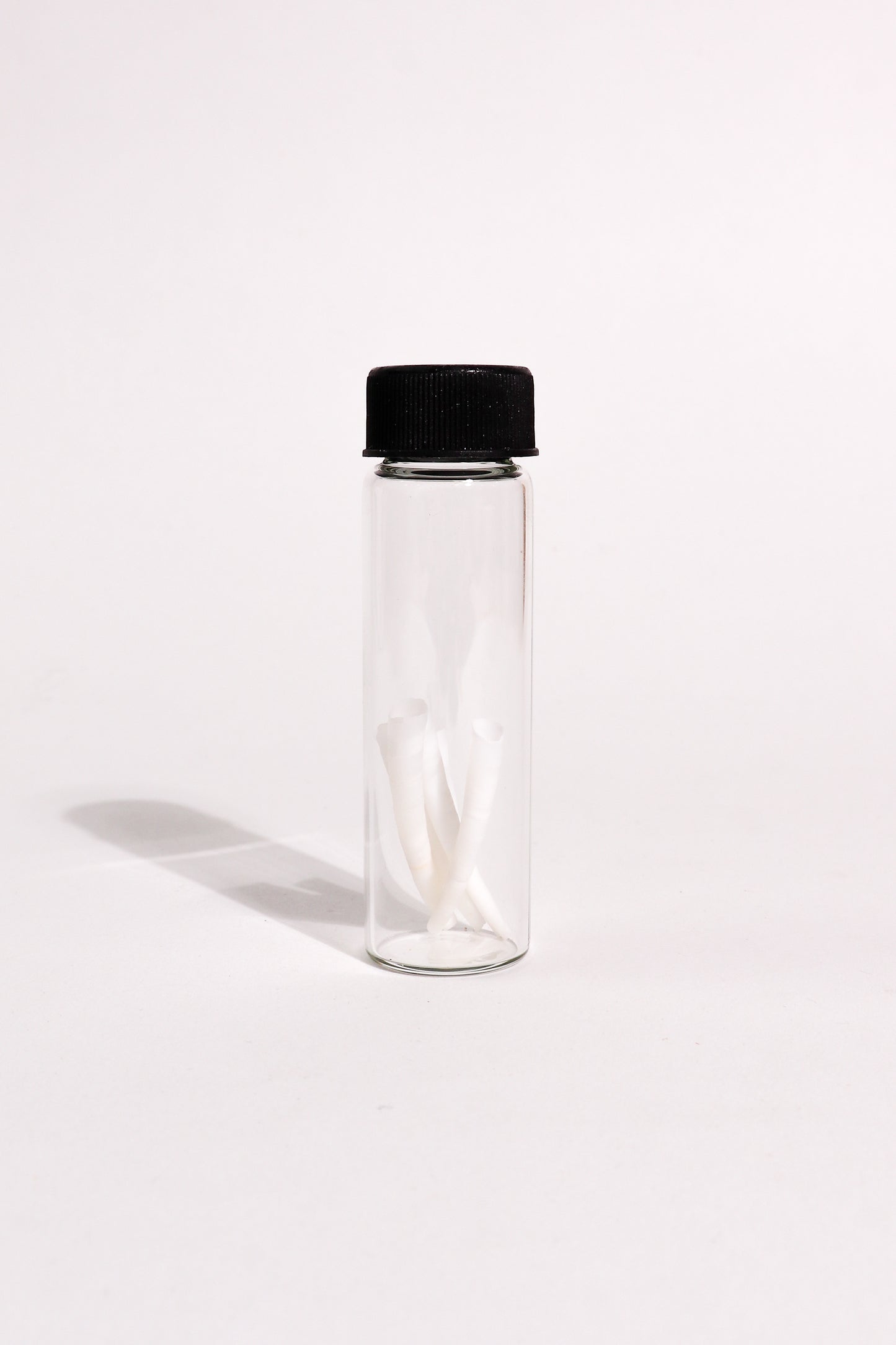 Tusk Shells (Dentalium Mollusk Shells)