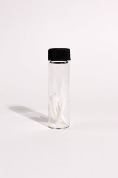 Tusk Shells (Dentalium Mollusk Shells)