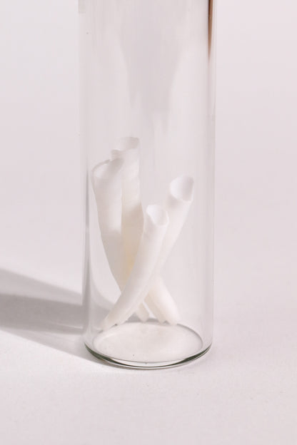 Tusk Shells (Dentalium Mollusk Shells)