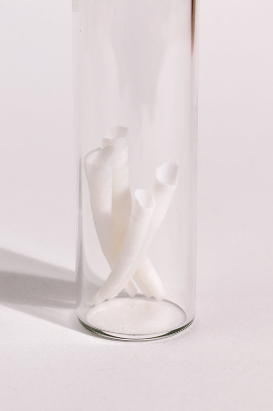 Tusk Shells (Dentalium Mollusk Shells)
