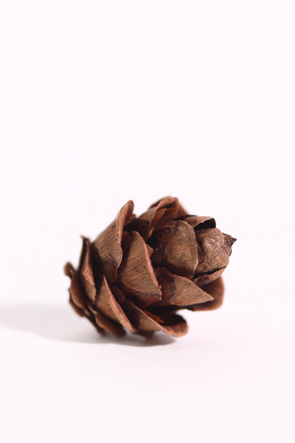 Smallest Seed Cone (Eastern Hemlock)