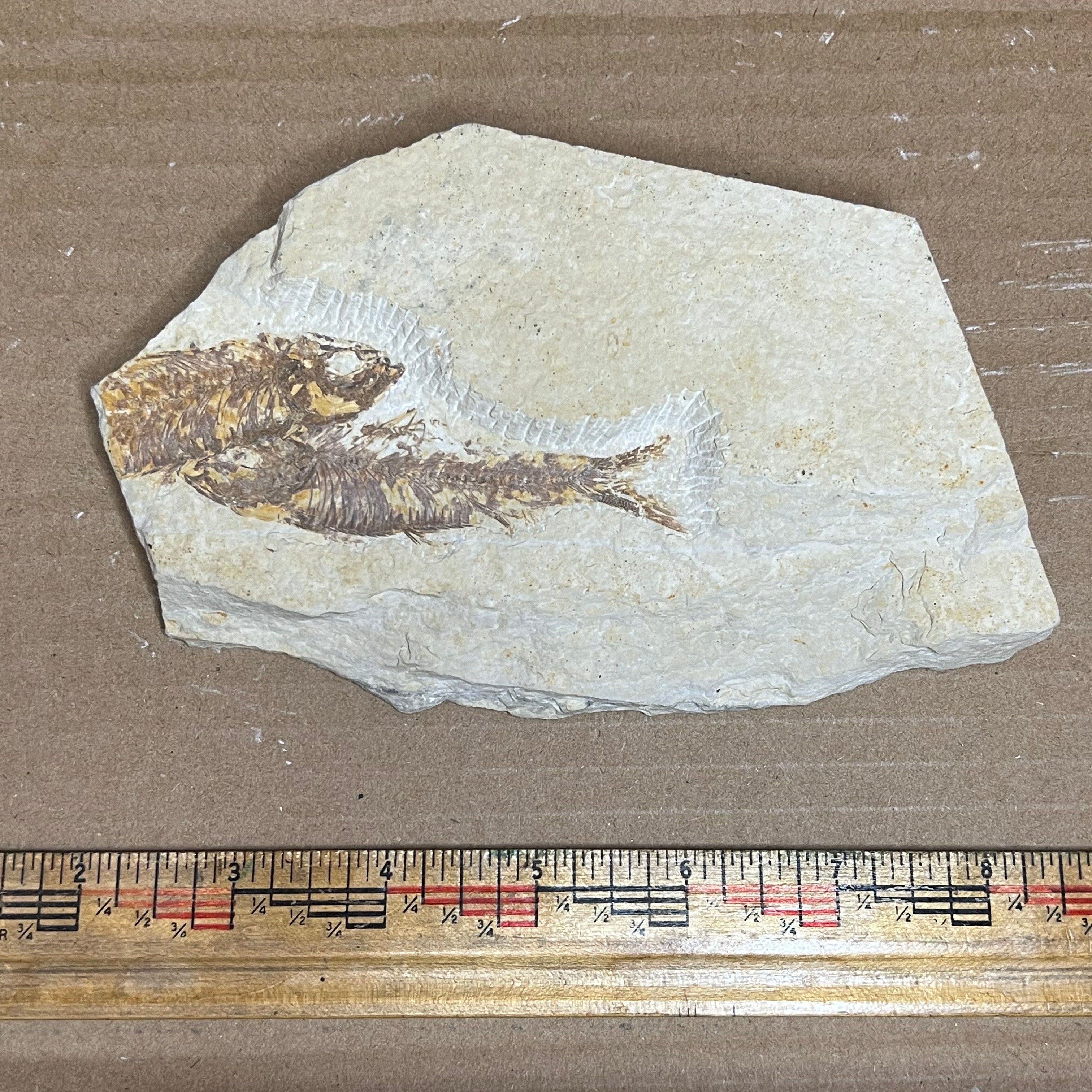 Double Knightia eocaena fish fossil #010-007 – Stemcell Science Shop