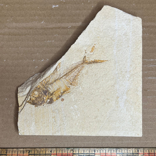 Diplomystus denatus fish fossil #010-009