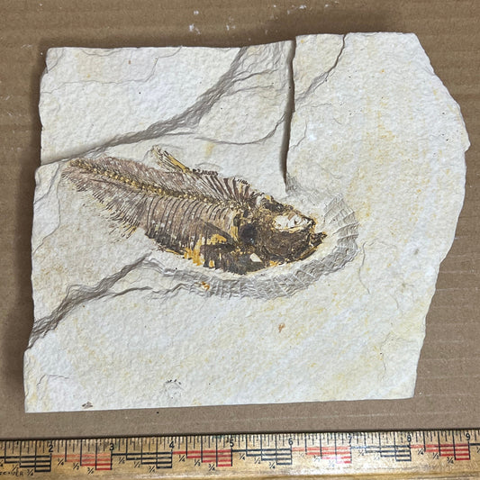 Diplomystus denatus fish fossil #010-012
