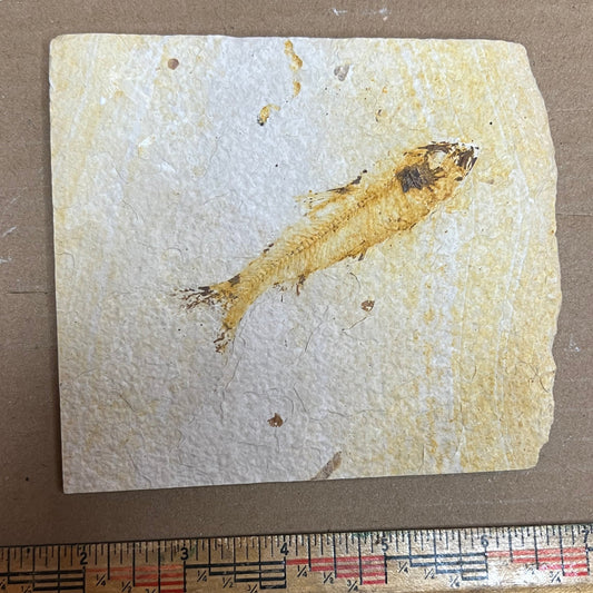 Knightia eocaena fish fossil #010-013
