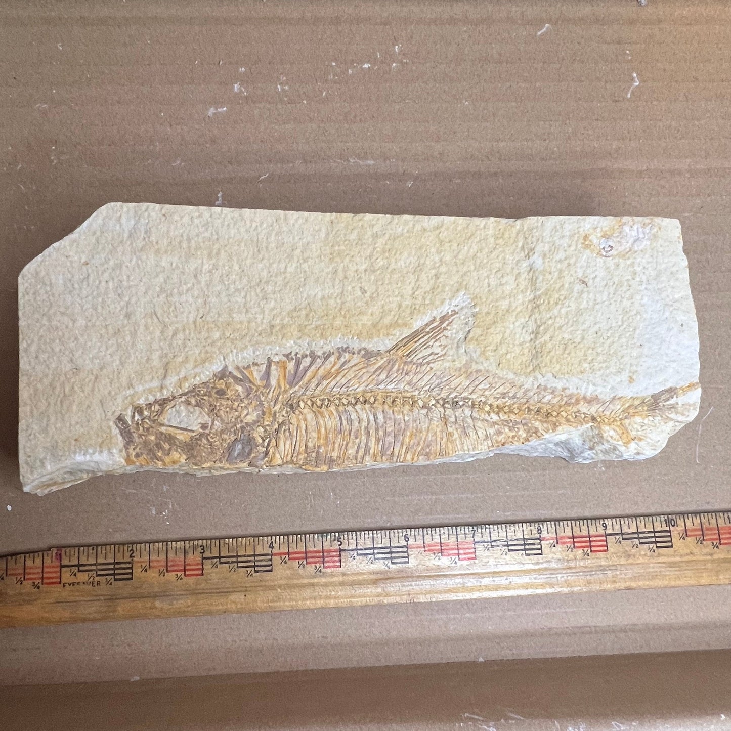 Diplomystus denatus - fish fossil #010-015