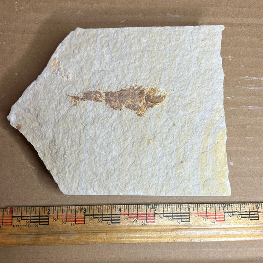 Knightia eocaena - fish fossil #010-016