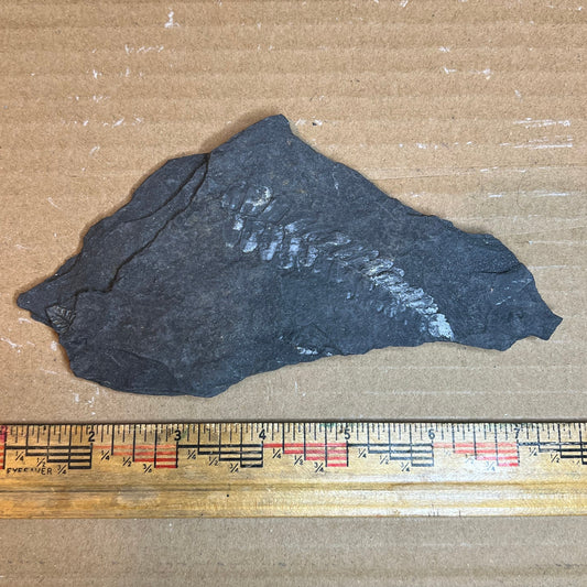 Pennsylvanian Fern Fossil #9-065