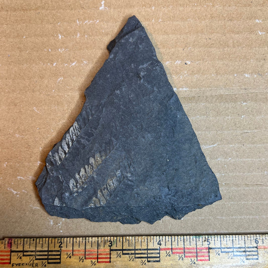 Pennsylvanian Fern Fossil #9-067