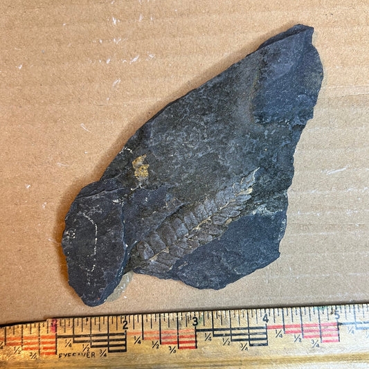 Pennsylvanian Fern Fossil #9-068