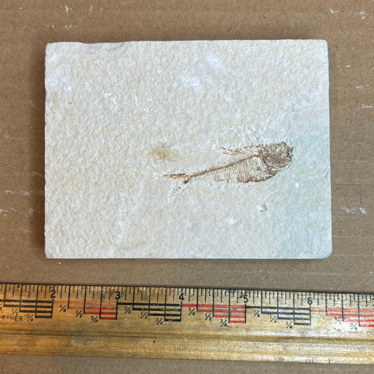 Dipomystus denatus - Fish Fossil #010-017