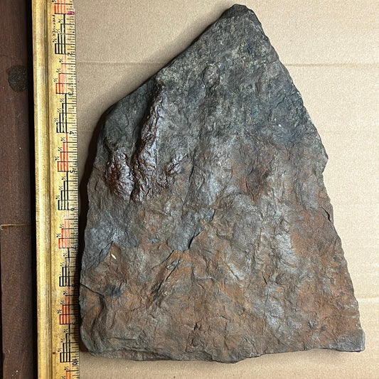 Dinosaur Footprint - Grallator track fossil #006-012