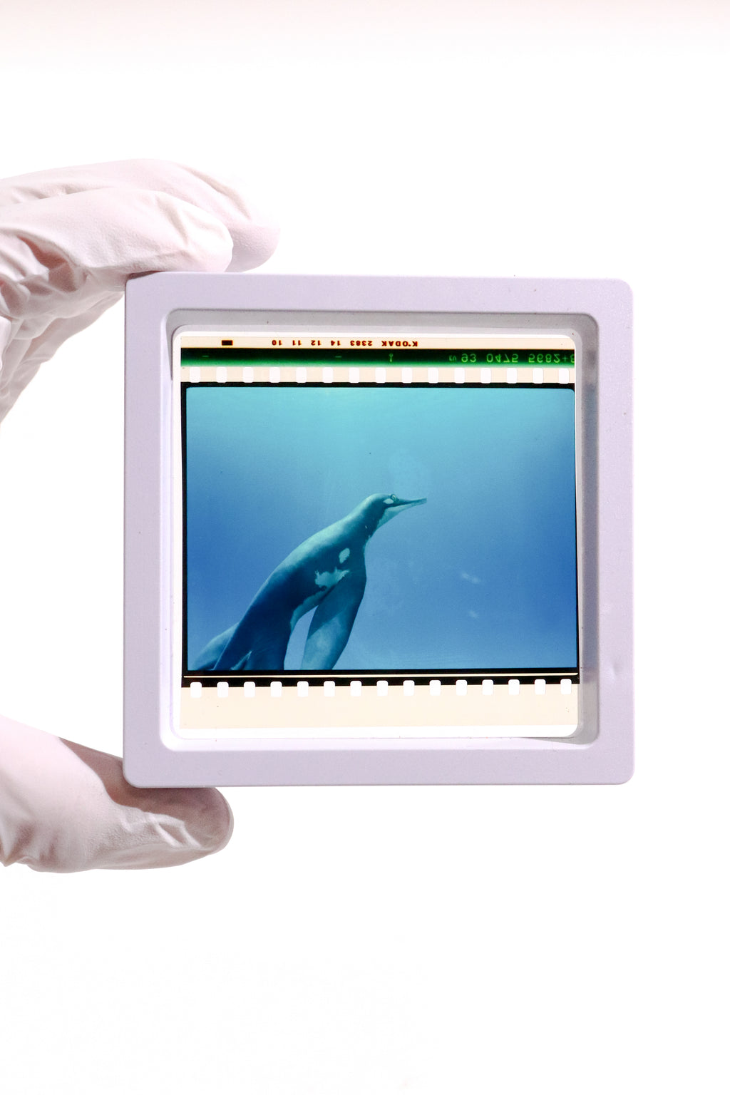 Authentic IMAX Film Cell – Framed 15/70 Cinema Frame