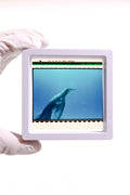 Authentic IMAX Film Cell – Framed 15/70 Cinema Frame