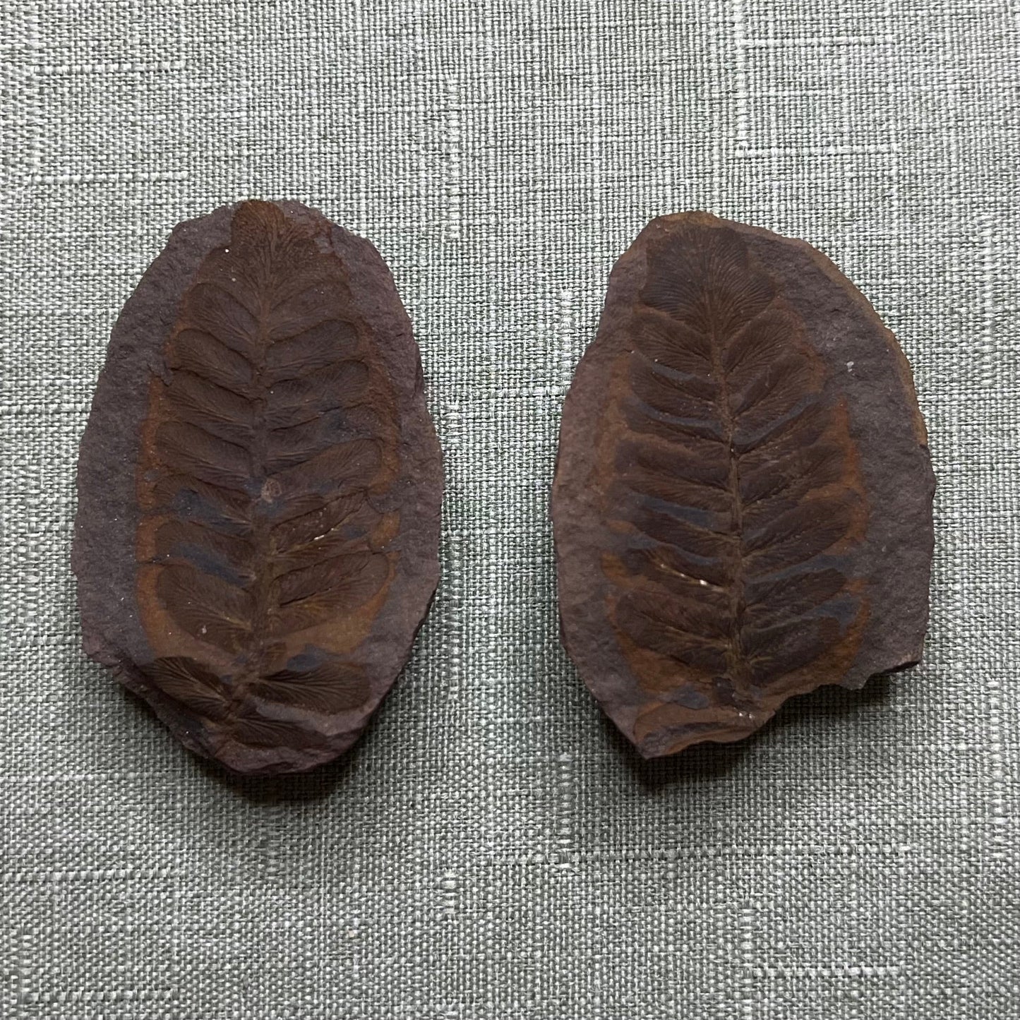Mazon Creek Fern Fossil #009-071