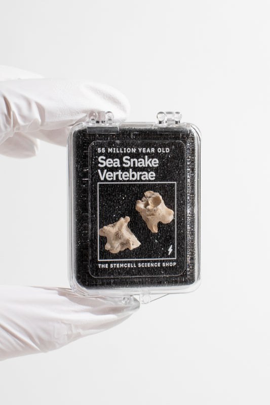 Sea Snake Vertebrae Fossil - Stemcell Science Shop