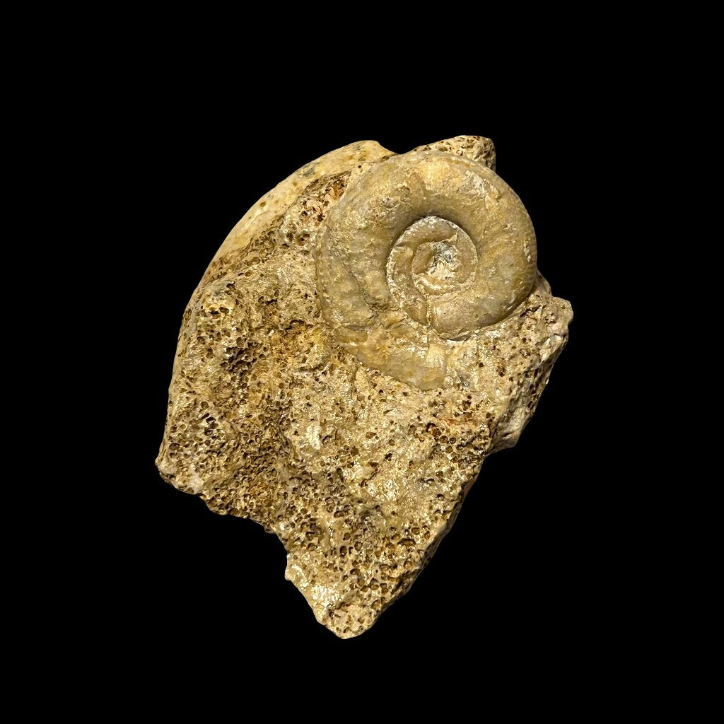 Choffatia isabellae ammonite, Default Title at Stemcell Science Shop