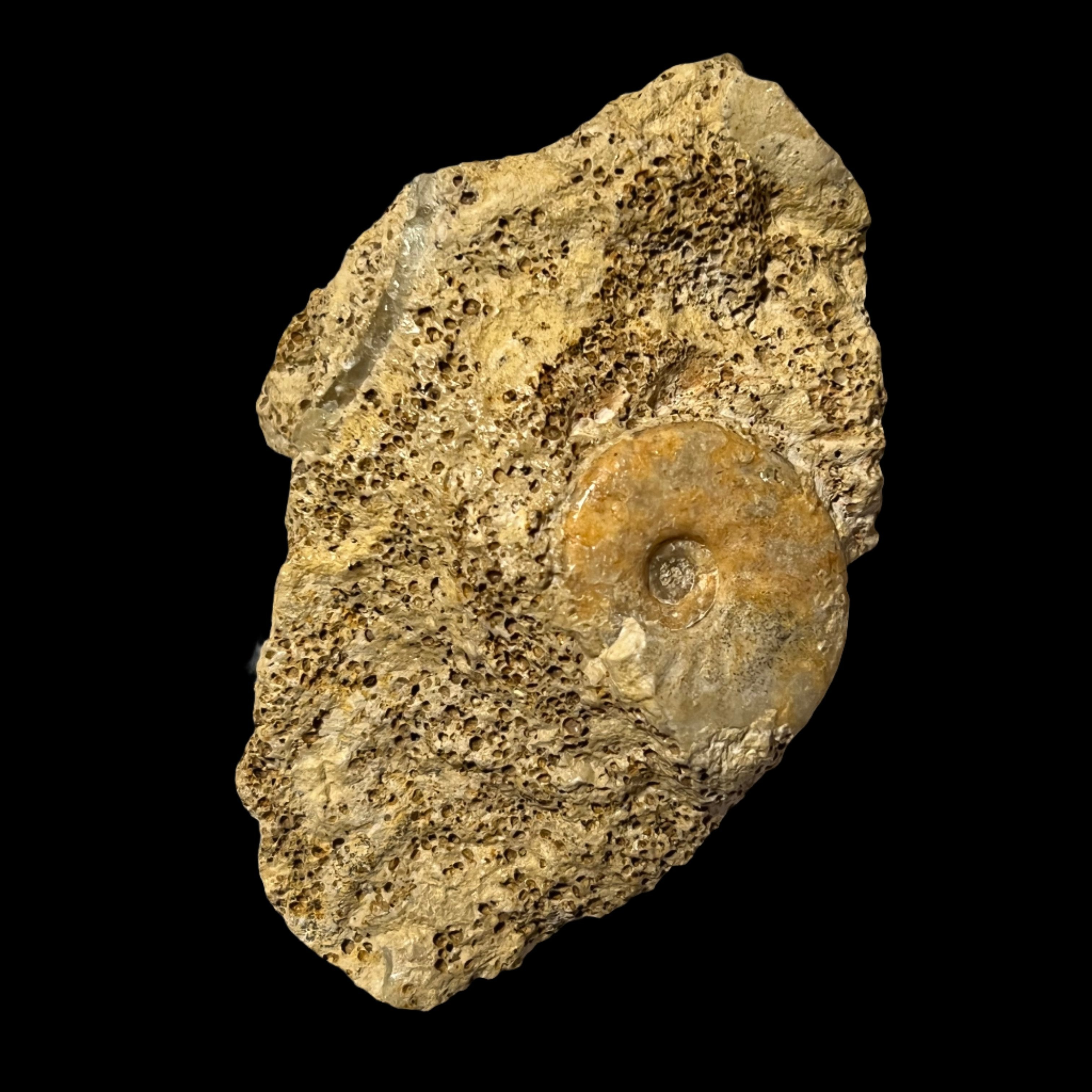 Hecticocerus sp. ammonite, Default Title at Stemcell Science Shop